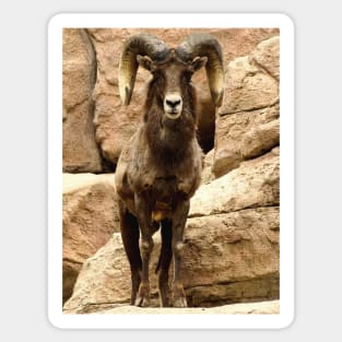 Big Horn Sheep Sticker